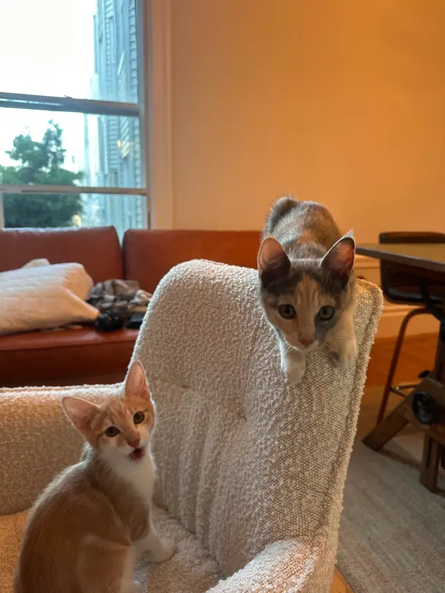 Toni's Kitty Rescue — customer photo 3