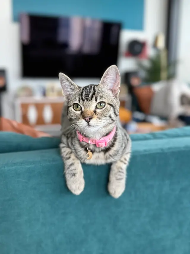 Toni's Kitty Rescue — customer photo 8