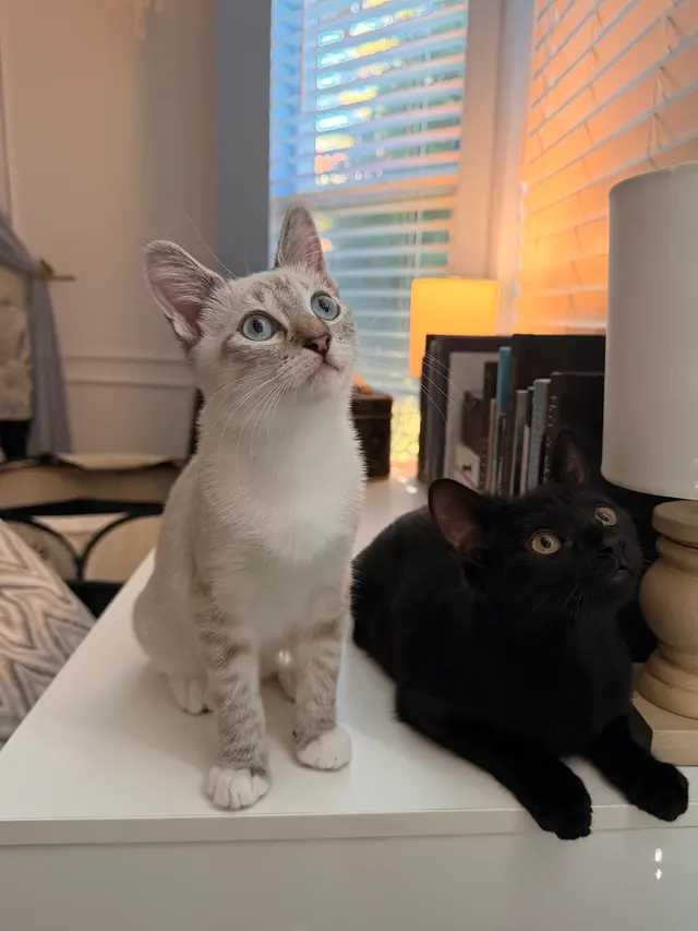Toni's Kitty Rescue — customer photo 9