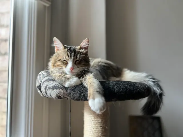 Toni's Kitty Rescue — customer photo 4