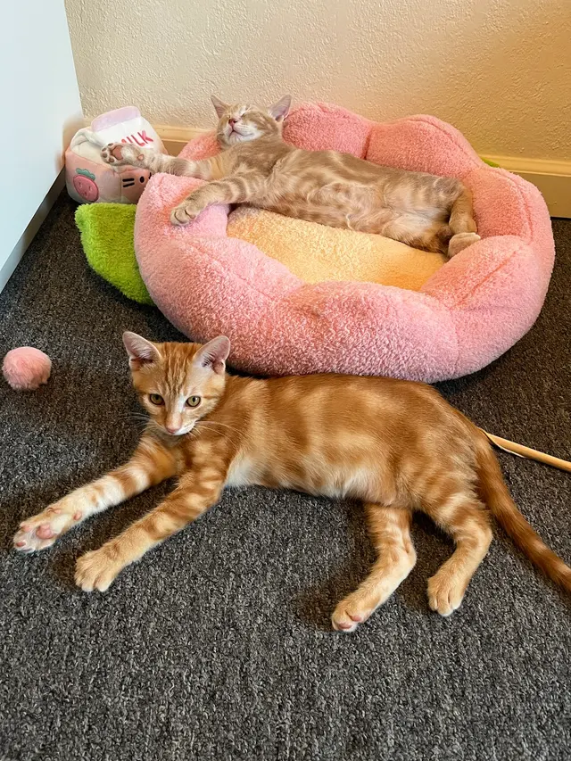 Toni's Kitty Rescue — customer photo 12