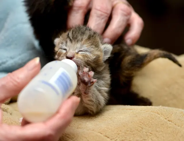 Toni's Kitty Rescue — photo from the business 1