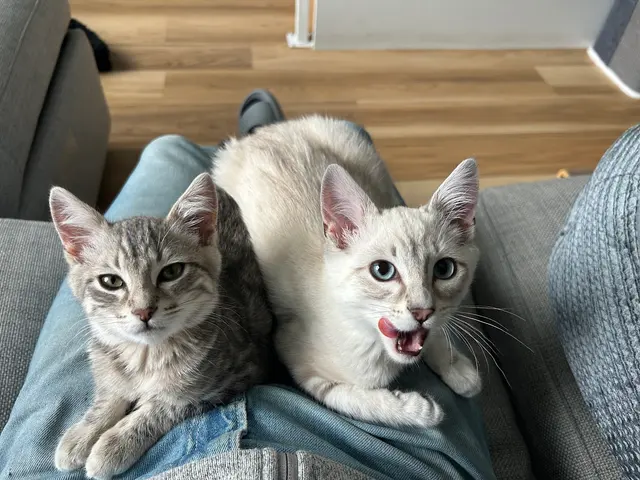 Toni's Kitty Rescue — customer photo 6