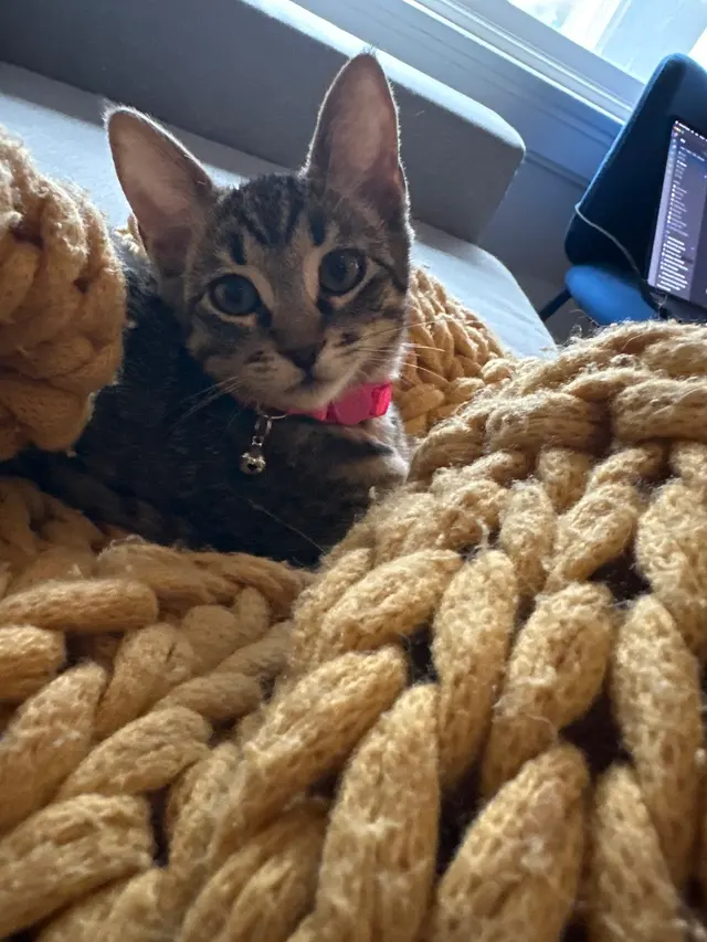 Customer photo of work by Toni's Kitty Rescue, from Chris Nojima's review