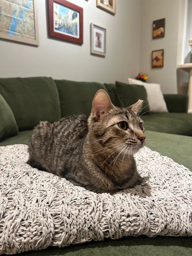 Toni's Kitty Rescue — customer photo 2