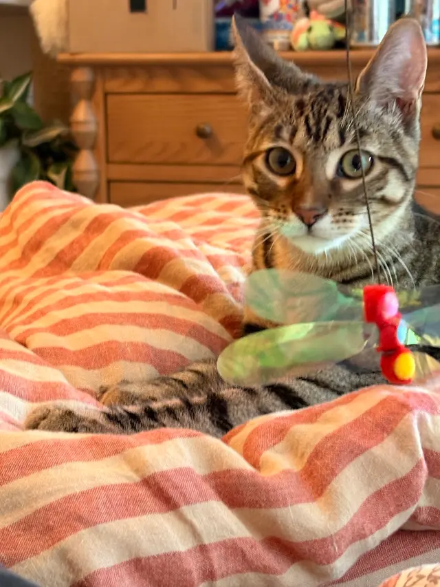 Toni's Kitty Rescue — customer photo 11
