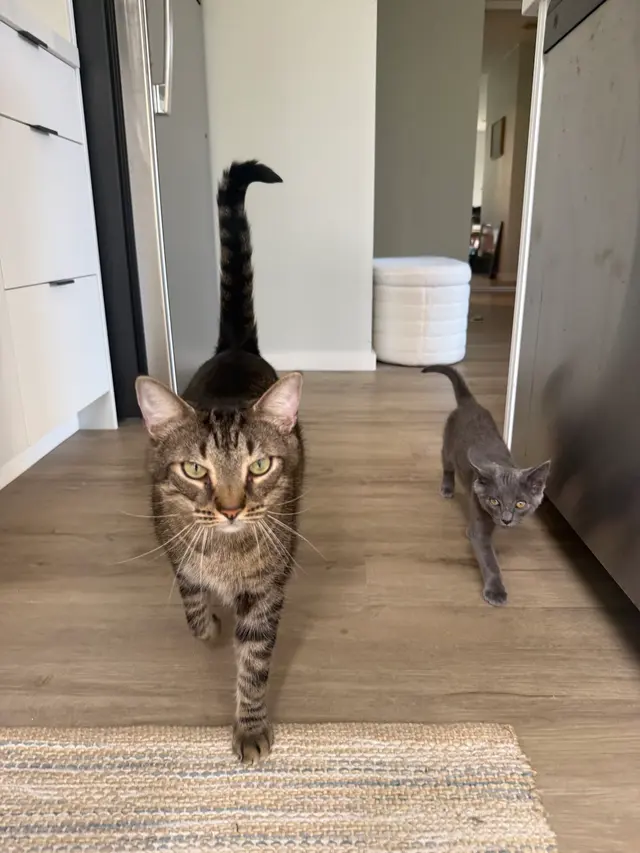 Toni's Kitty Rescue — customer photo 7