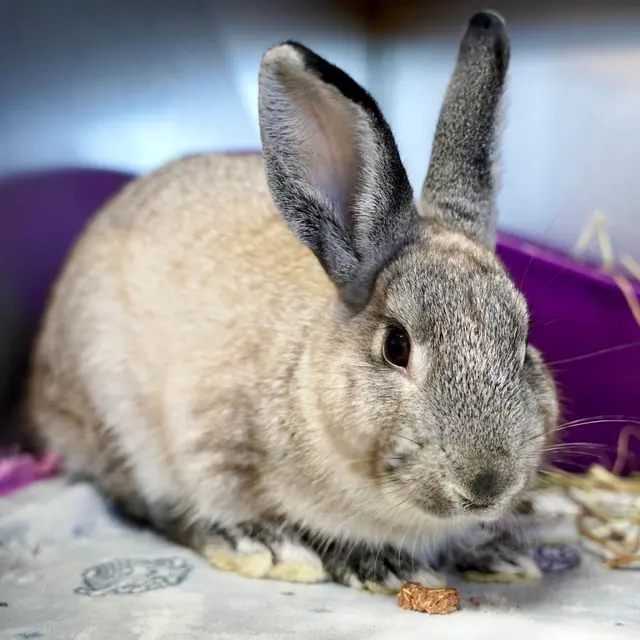 House Rabbit Society — photo from the business 1