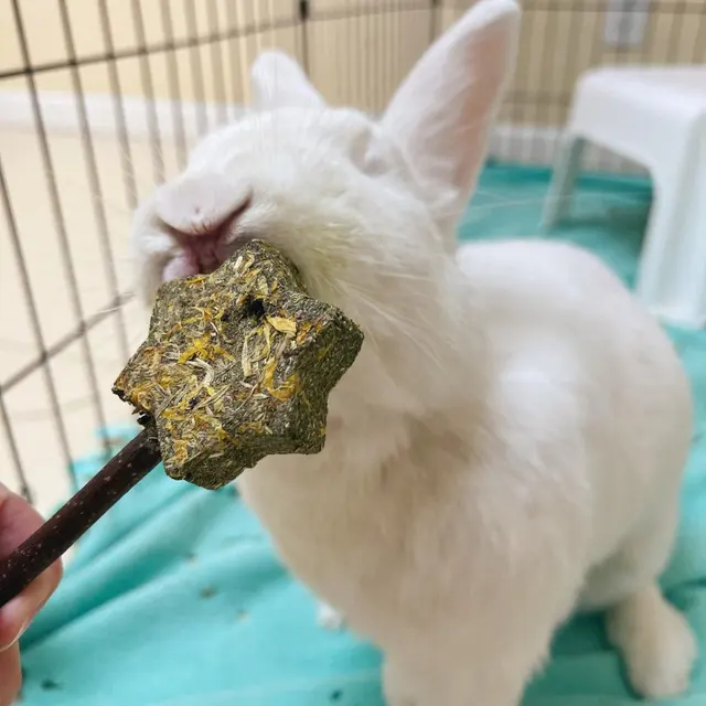 House Rabbit Society — photo from the business 8