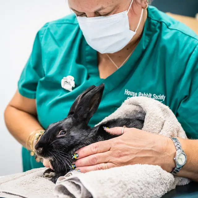 House Rabbit Society — photo from the business 4