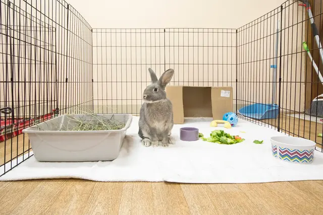 House Rabbit Society — photo from the business 5
