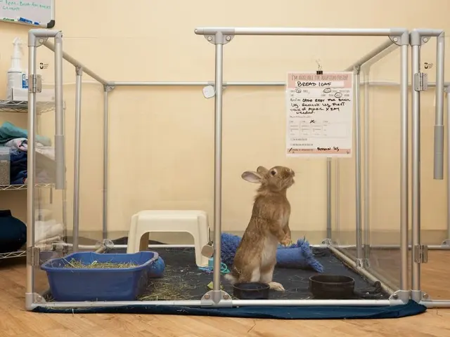 House Rabbit Society — photo from the business 11