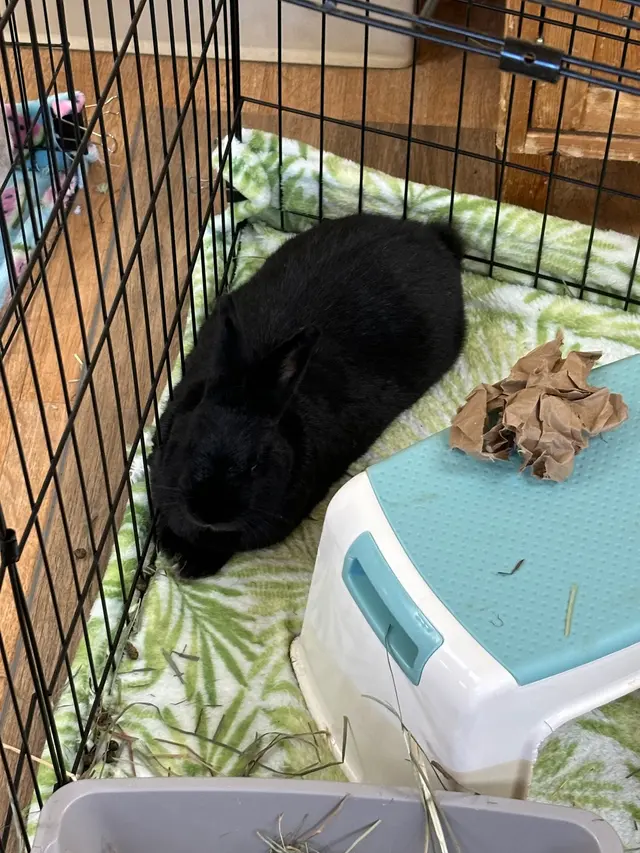 House Rabbit Society — customer photo 7