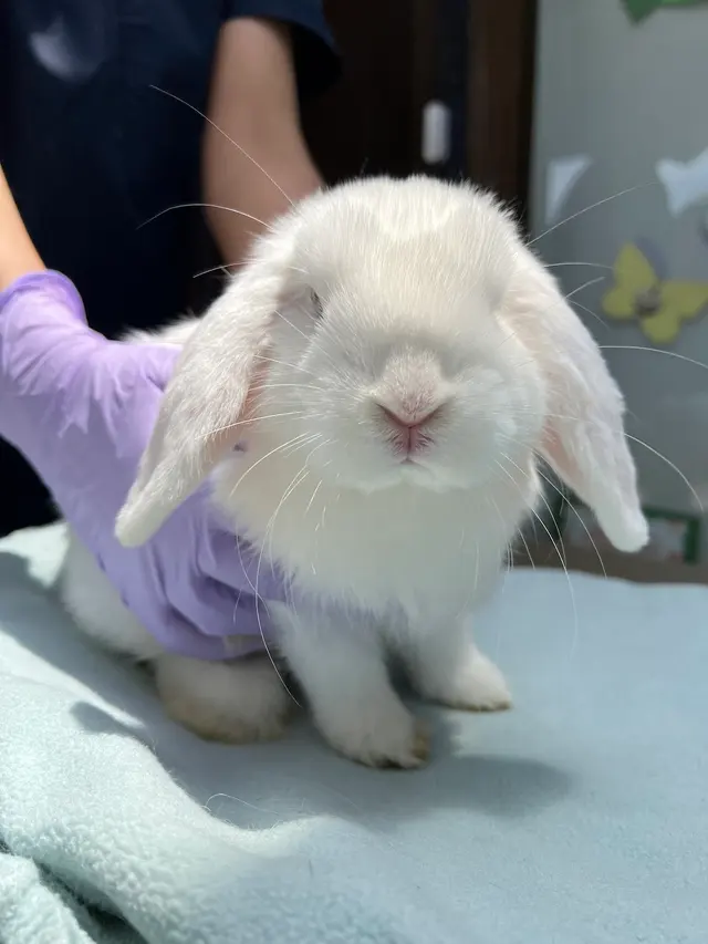 House Rabbit Society — photo from the business 2
