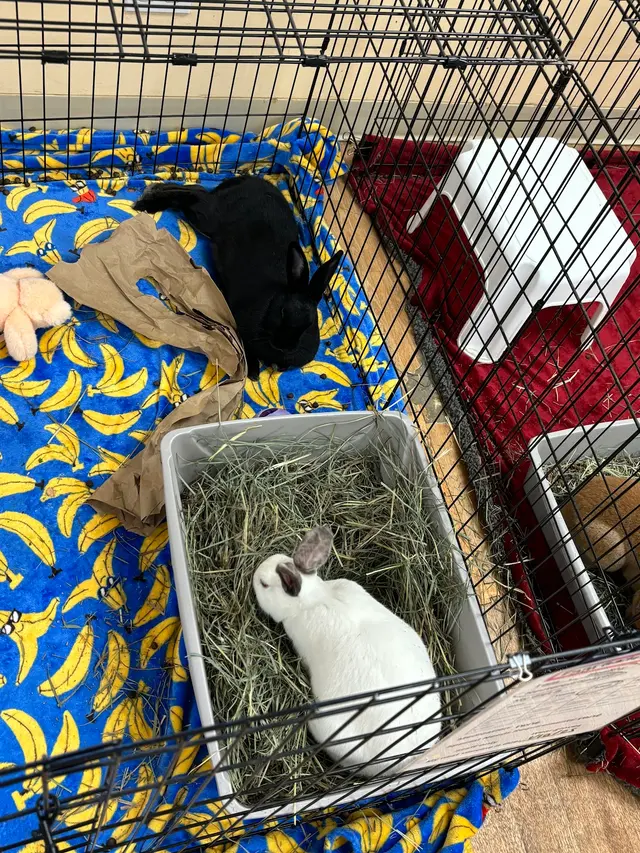 House Rabbit Society — customer photo 6