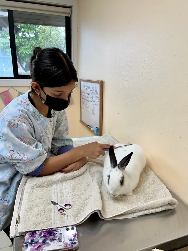 House Rabbit Society — photo from the business 10