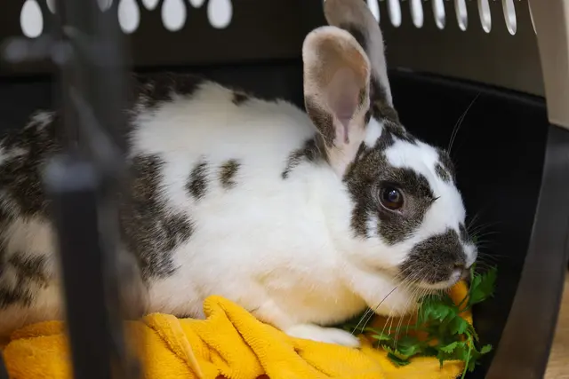 House Rabbit Society — photo from the business 12