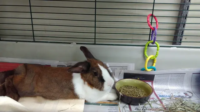 Marin Humane — customer photo 7