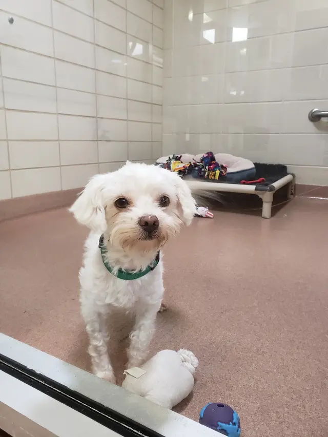 Marin Humane — customer photo 5