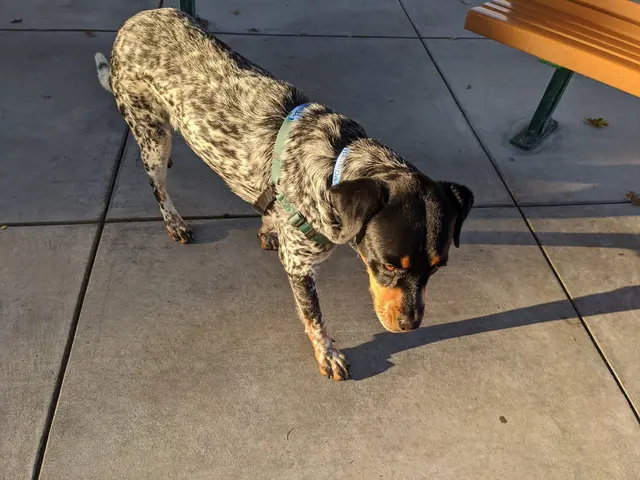 Marin Humane — customer photo 1