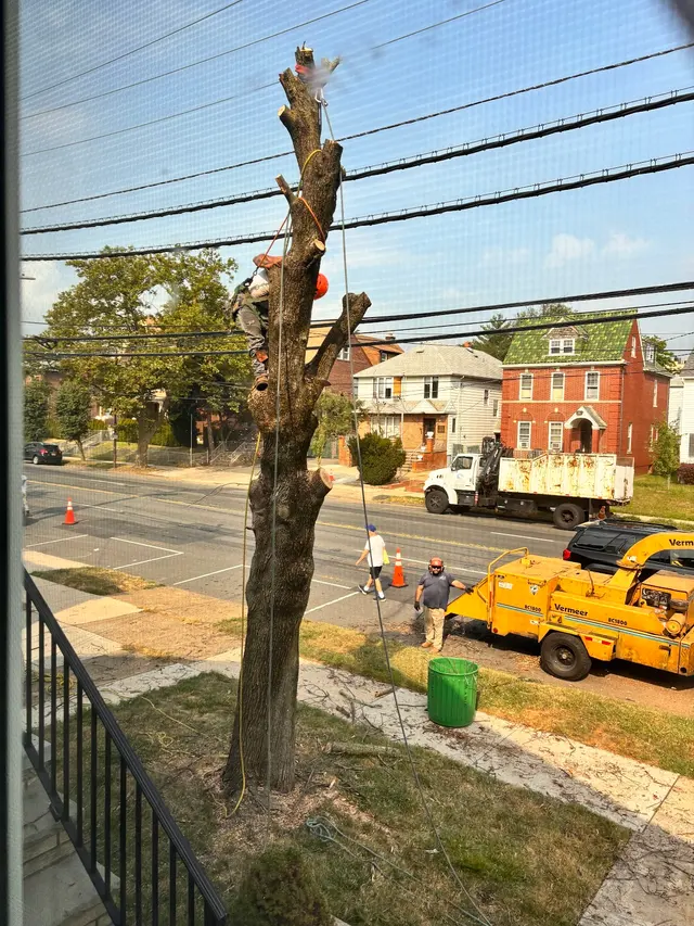 Royal Tree Service — customer photo 5