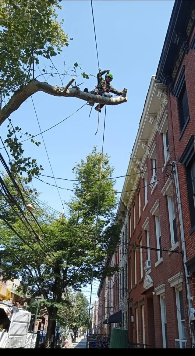 Royal Tree Service — photo from the business 8