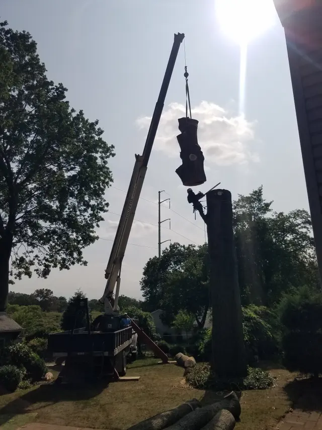 Royal Tree Service — photo from the business 3