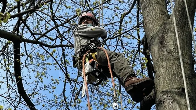 Royal Tree Service — photo from the business 1