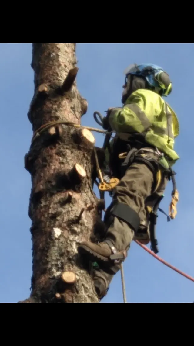 Royal Tree Service — photo from the business 11