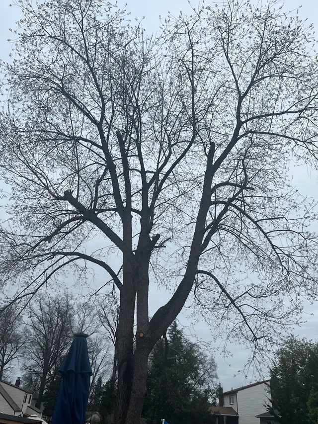 Royal Tree Service — customer photo 2