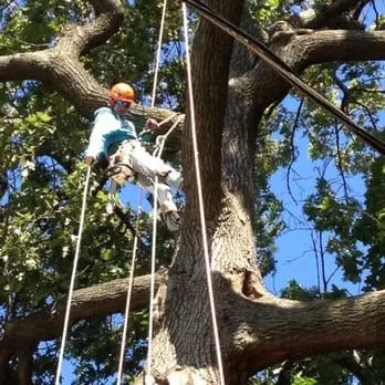 Royal Tree Service — photo from the business 7