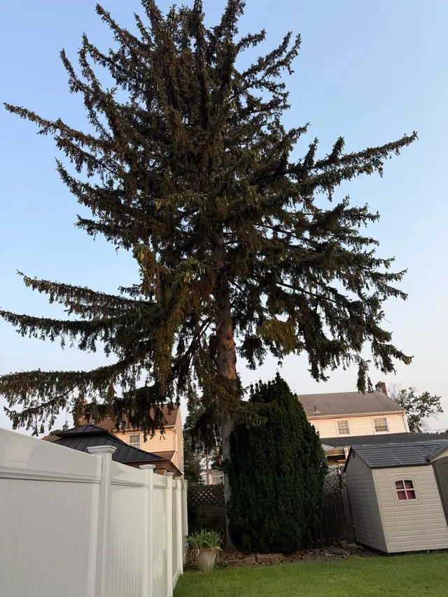 Royal Tree Service — customer photo 6