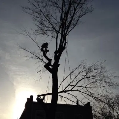 Royal Tree Service — photo from the business 9