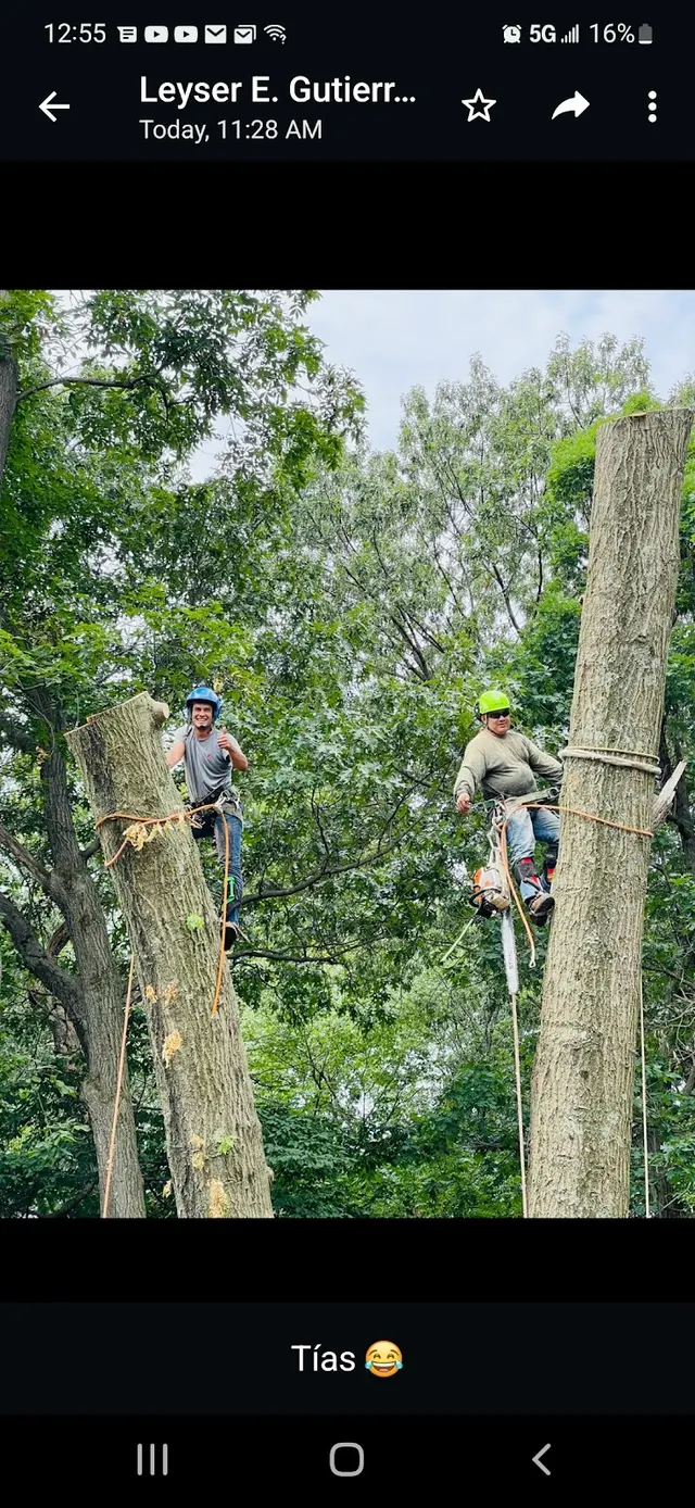 Royal Tree Service — photo from the business 12