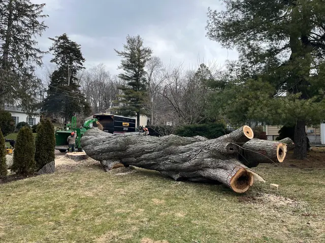 Raritan Valley Tree Service — customer photo 7