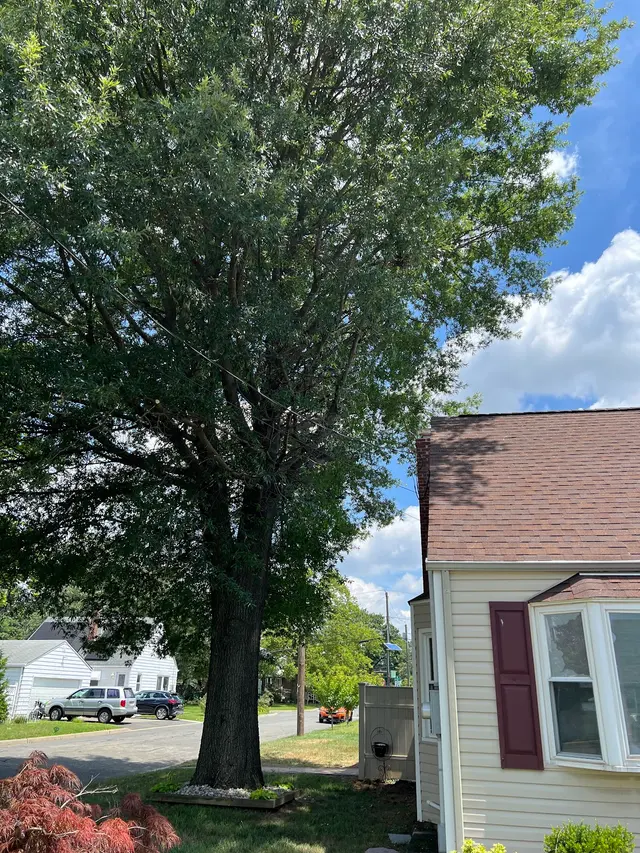 Raritan Valley Tree Service — customer photo 6
