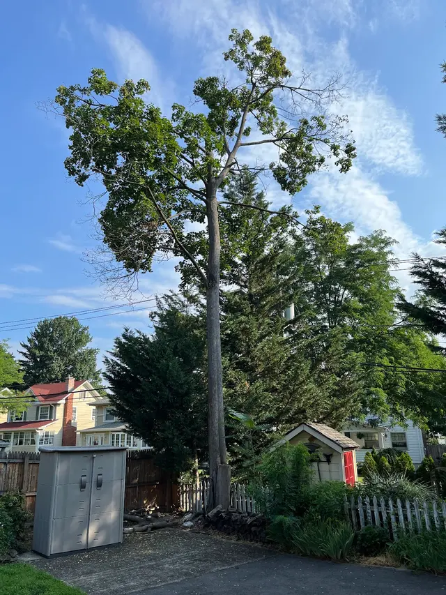 Friendly Tree Experts — customer photo 8