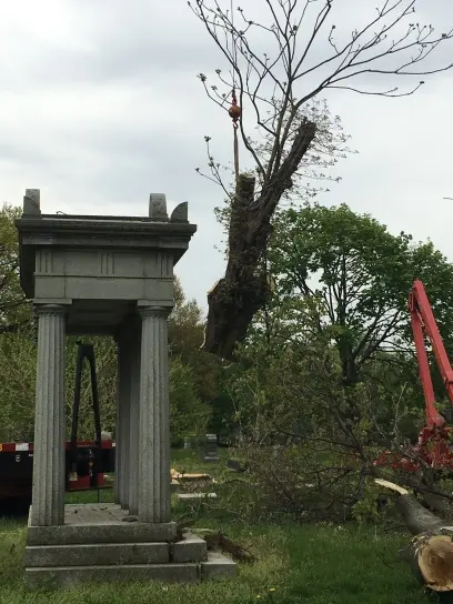 Friendly Tree Experts — customer photo 4