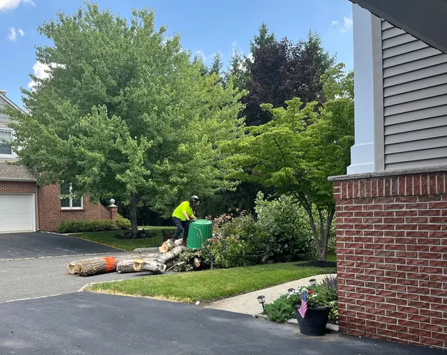 Friendly Tree Experts — customer photo 3
