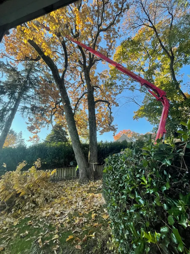 Friendly Tree Experts — customer photo 11