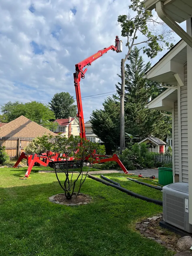 Friendly Tree Experts — customer photo 1