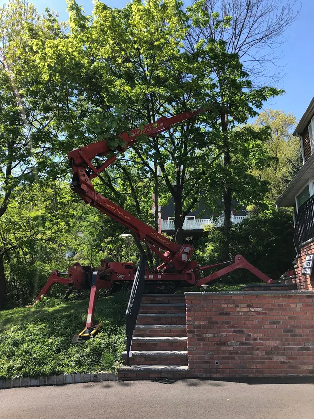 Friendly Tree Experts — customer photo 12