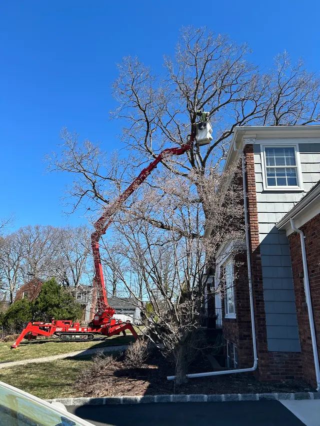 Friendly Tree Experts — customer photo 2