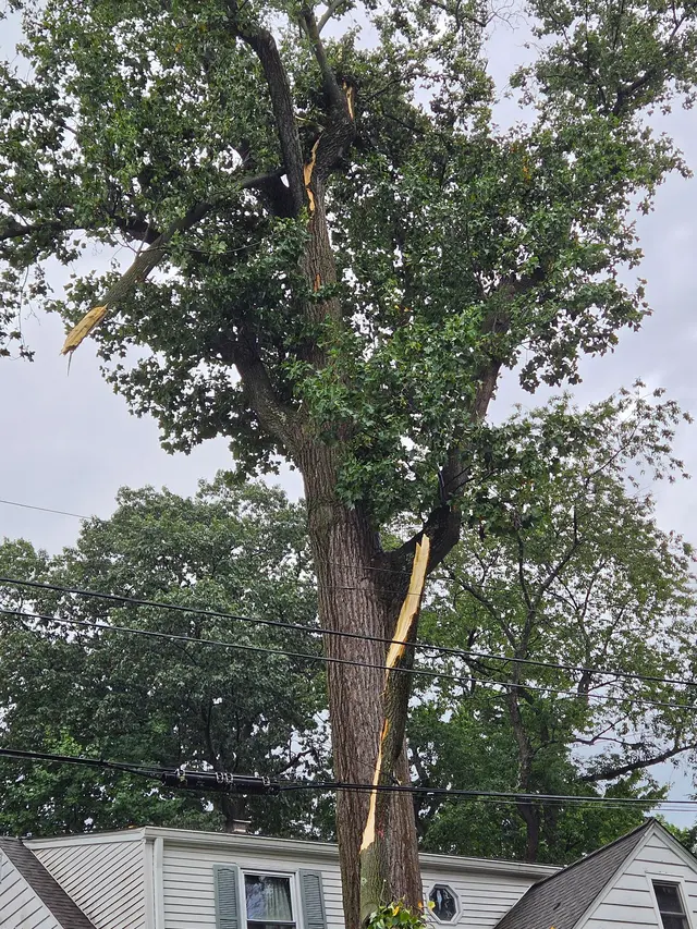 Friendly Tree Experts — customer photo 5