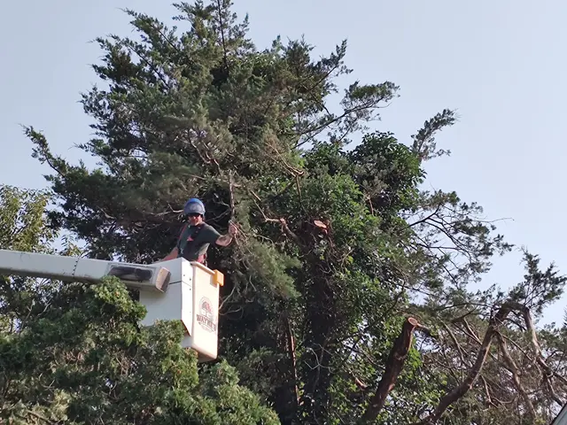 Wayne's Tree Service — customer photo 6