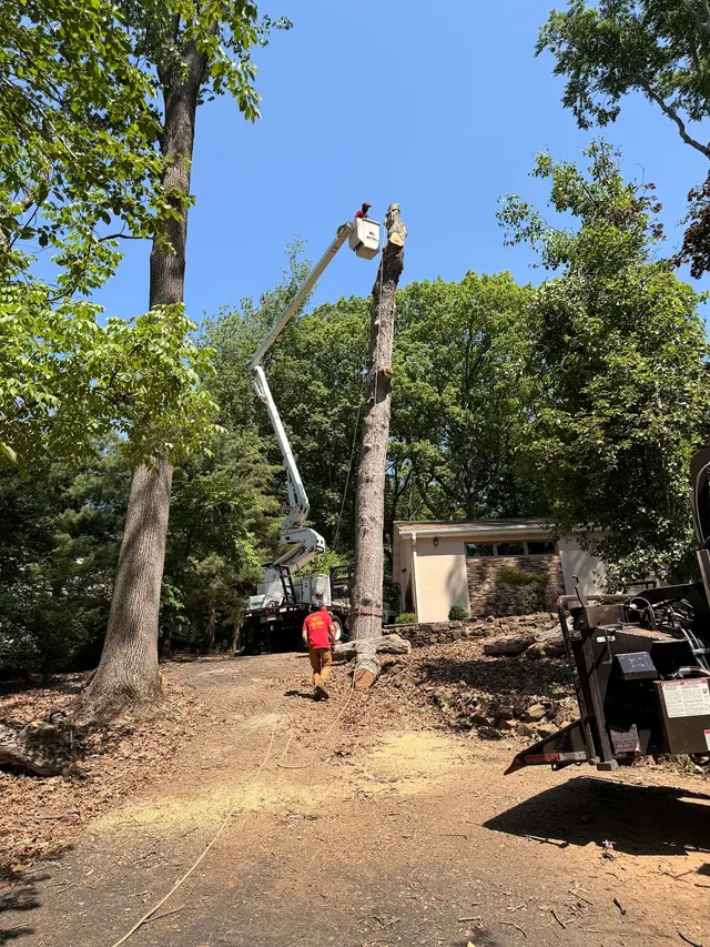 Wayne's Tree Service — photo from the business 3