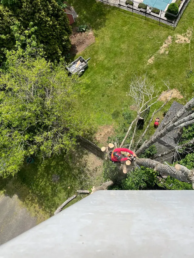 Wayne's Tree Service — photo from the business 9
