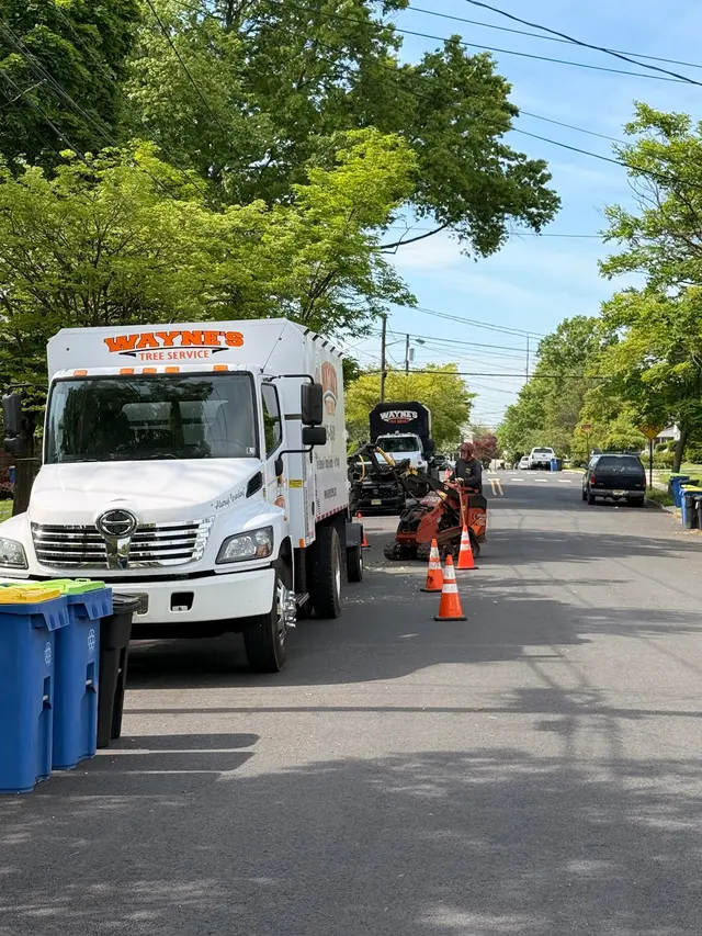 Wayne's Tree Service — photo from the business 4