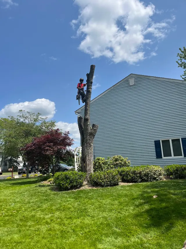 Wayne's Tree Service — photo from the business 7