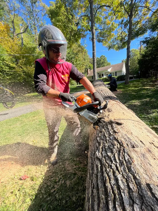 Wayne's Tree Service — photo from the business 11